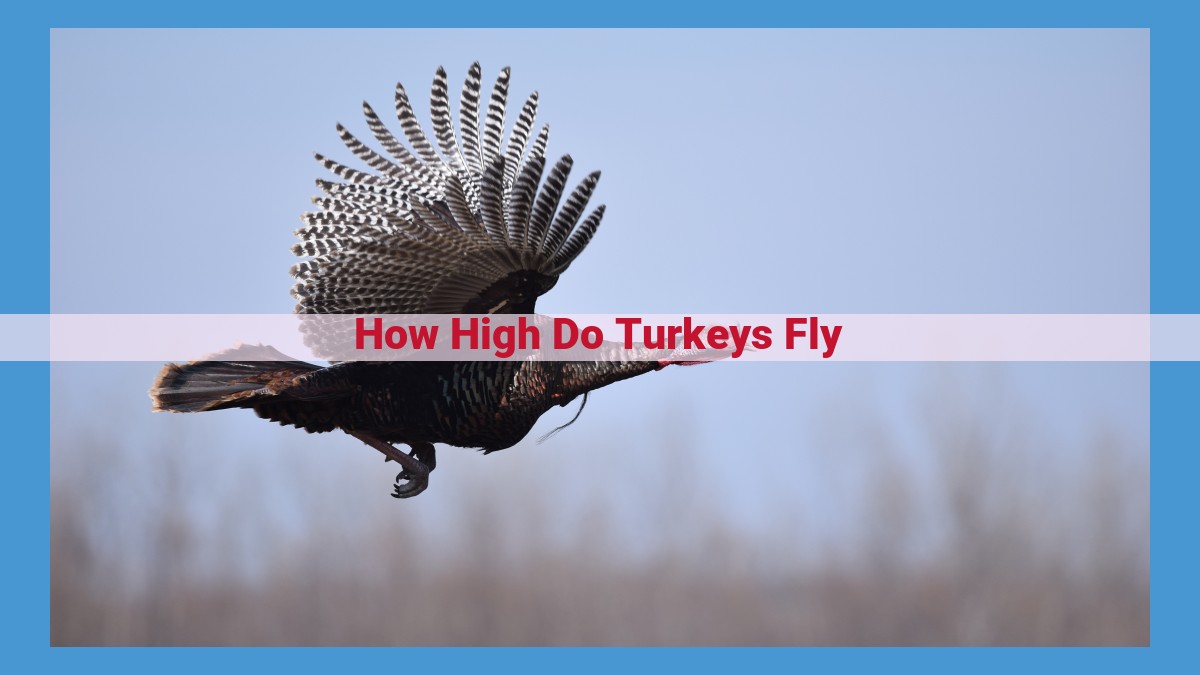 Unlocking the Secrets of Turkey Flight: Factors Influencing Altitude, Distance, and Duration