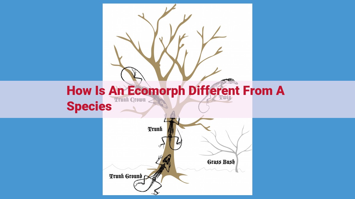 Understanding Ecomorphs: How Genetic Variation Drives Ecological Niche Differentiation