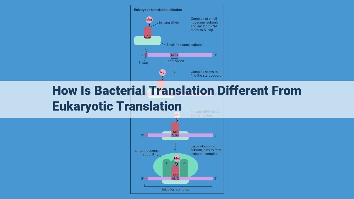 Bacterial Translation: Key Differences from Eukaryotic Translation for Enhanced Protein Synthesis