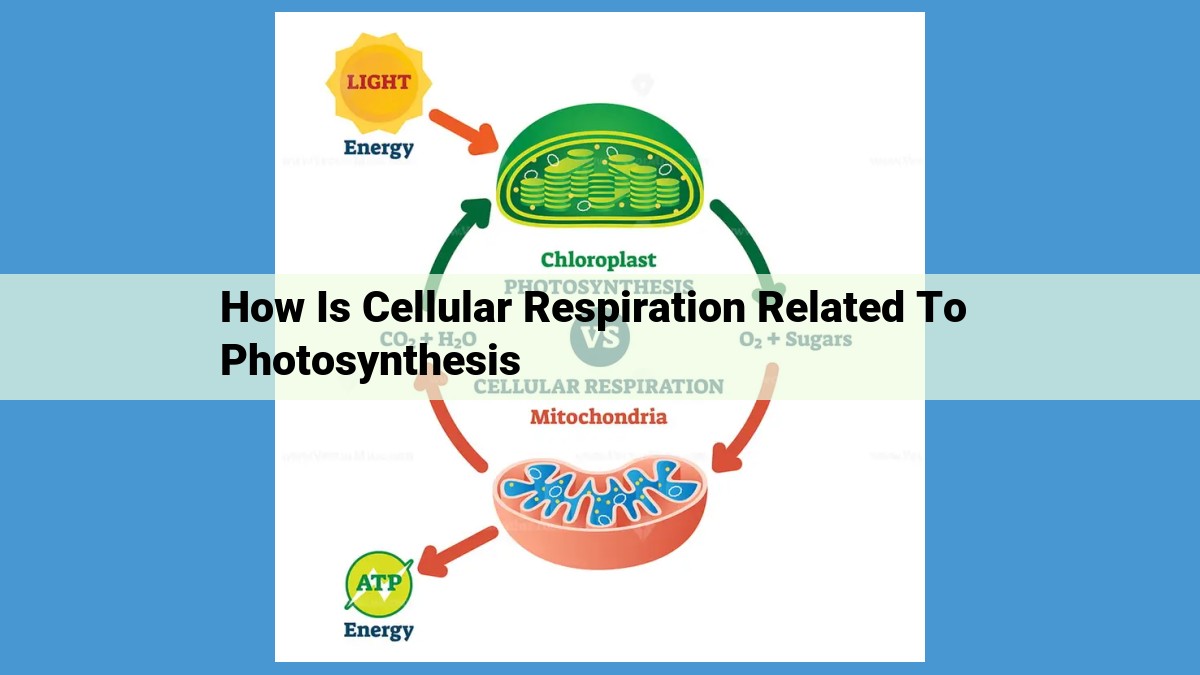 Photosynthesis and Cellular Respiration: The Interconnected Foundation of Life