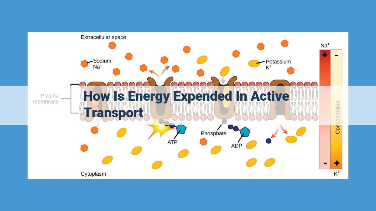 Active Transport: ATP's Role in Driving Ion Transport Against Concentration Gradients