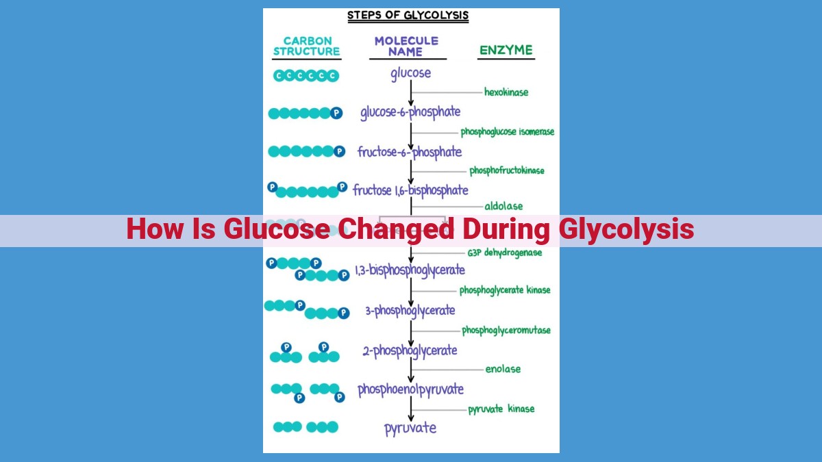 Harnessing Glucose Energy through Glycolysis: A Key Step in Cellular Metabolism