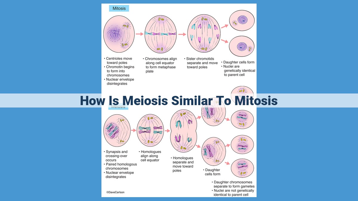 Understanding Mitosis vs. Meiosis: Shared Features and Distinct Roles in Cell Division