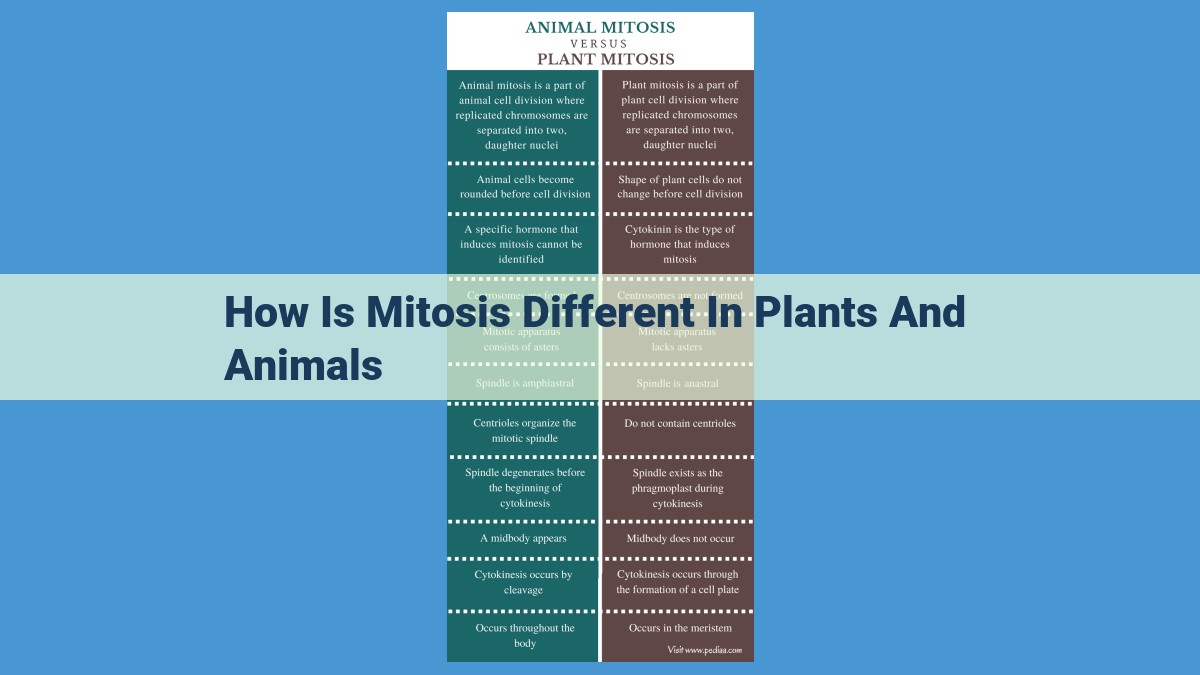 Mitosis: Differences Between Plant and Animal Cells for SEO Optimization