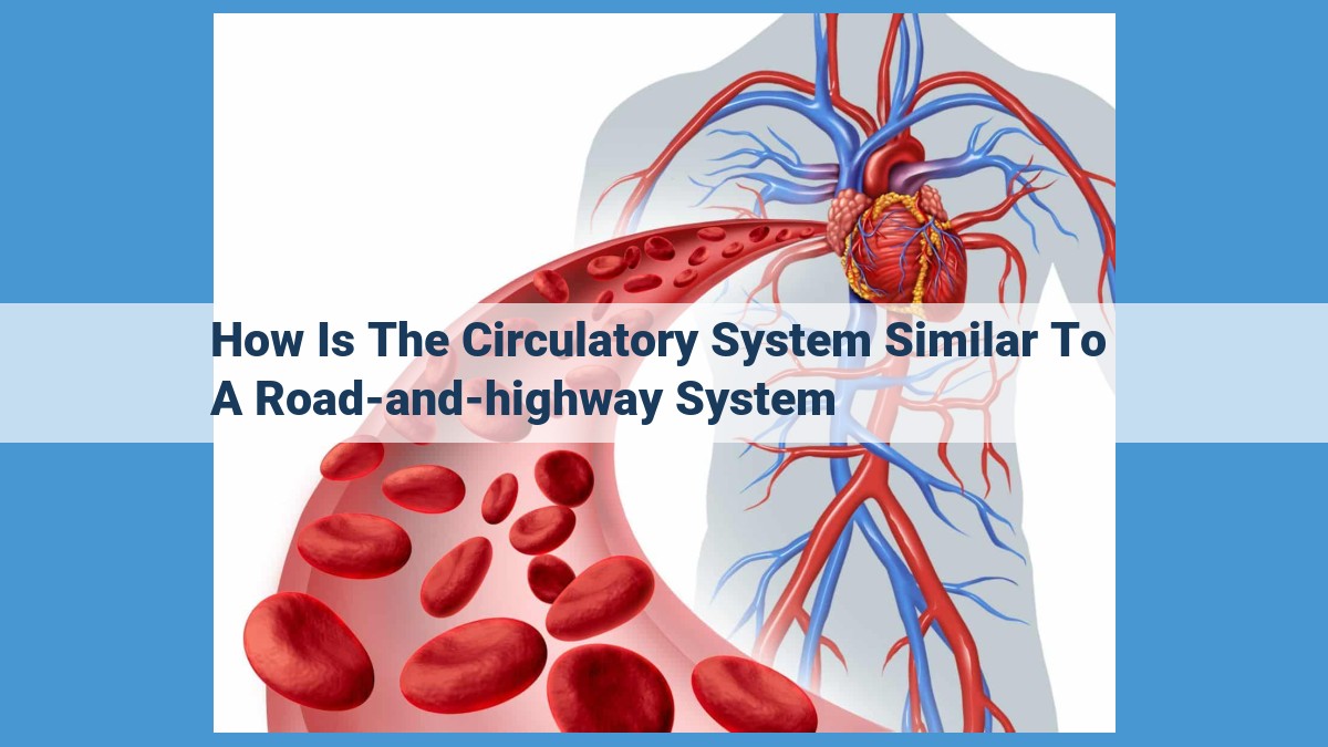 The Circulatory System: A Vital Network for Health and Well-being