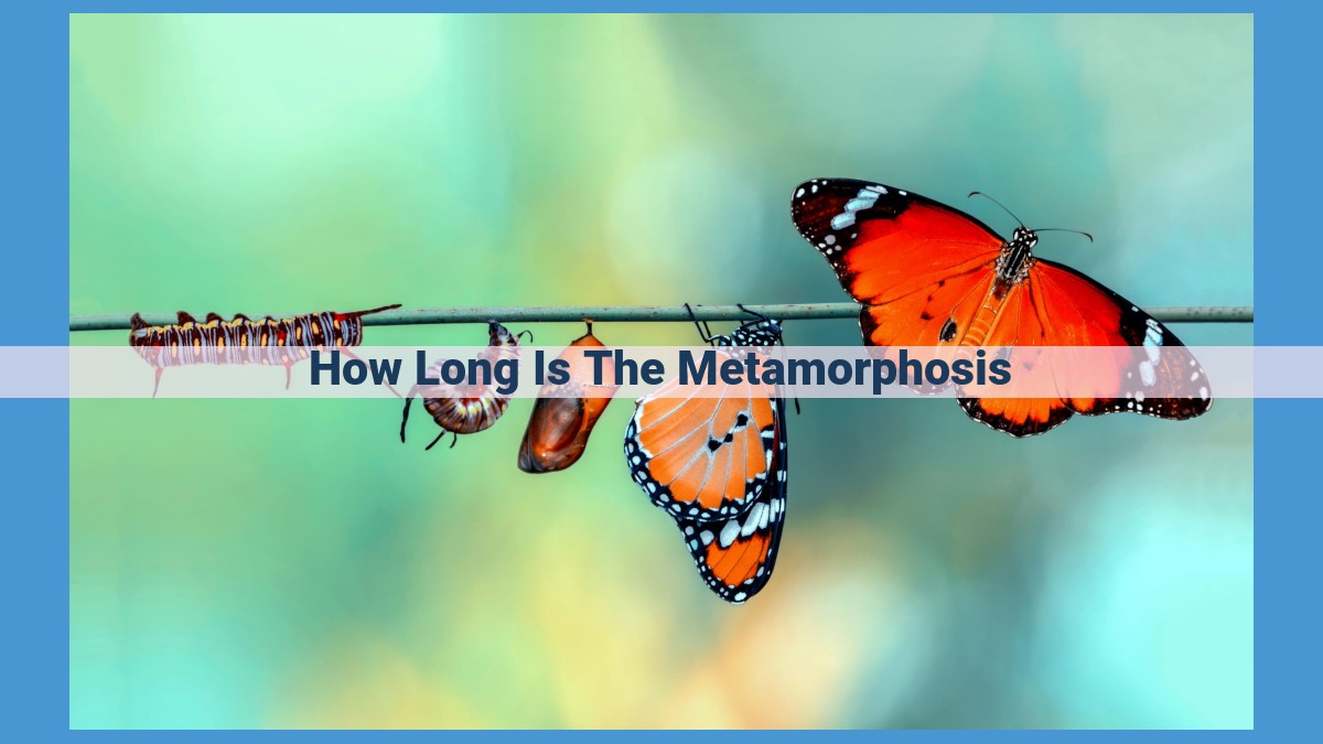 The Metamorphosis of Butterflies: Duration and Influencing Factors