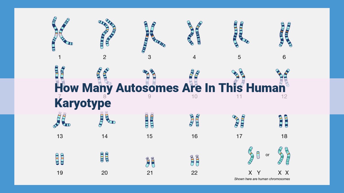 Understanding Autosomes: Identifying Chromosomal Abnormalities