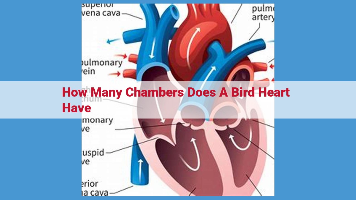 The Unique Structure and Function of a Bird's Heart: A Detailed Examination of Its Three Chambers