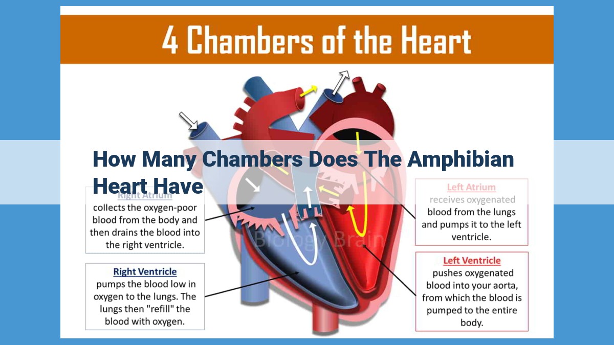 Amphibian Heart: Unique 3-Chamber Structure and Single-Loop Blood Flow