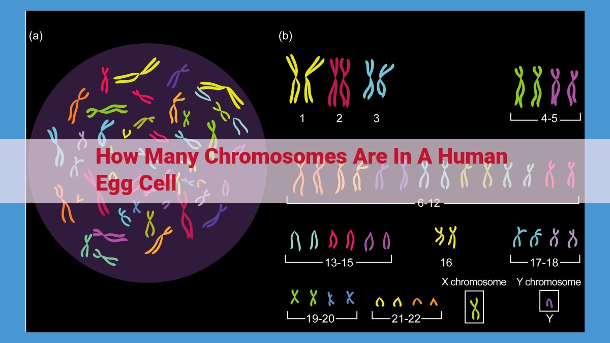 Genetic Diversity and Chromosome Numbers in Human Egg Cells: Understanding Human Reproduction