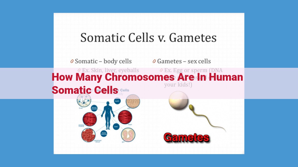 Discover the Number of Chromosomes in Human Somatic Cells