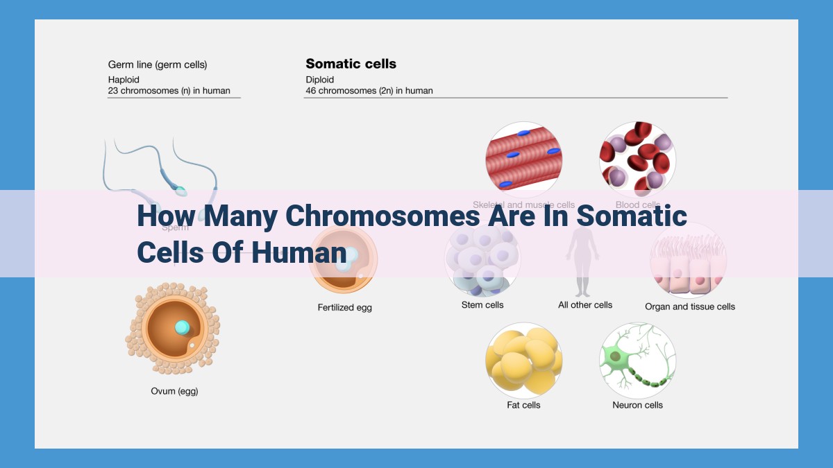 The Significance of Chromosome Number in Human Health and Well-being