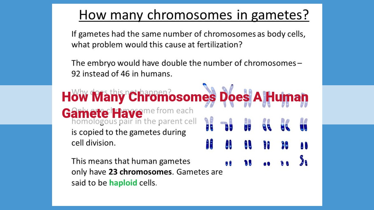 The Genetic Dance: How Meiosis Generates Genetic Diversity and Ensures Individuality