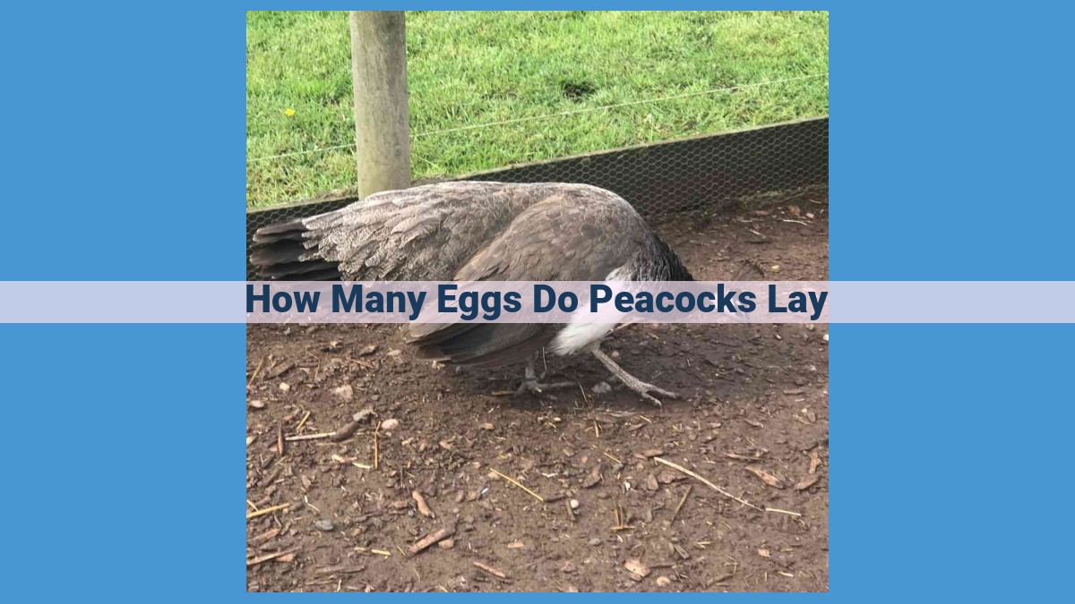 Peahen Reproduction: Egg Clutch Size, Nesting Habits, and Incubation Period