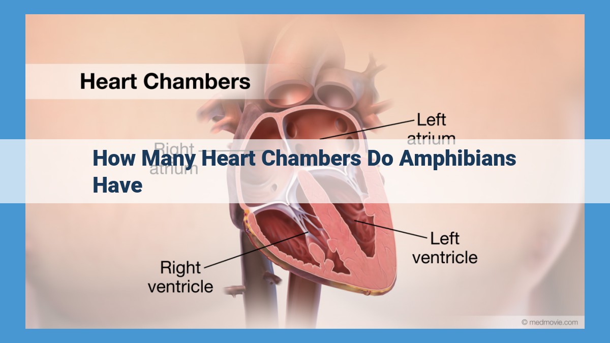 The Amphibian Heart: A Unique Adaptation for Semi-Aquatic Life