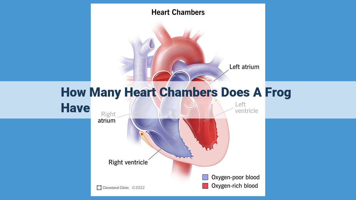 Explore the Evolution of Hearts: Frogs and Their Unique Three-Chambered Design