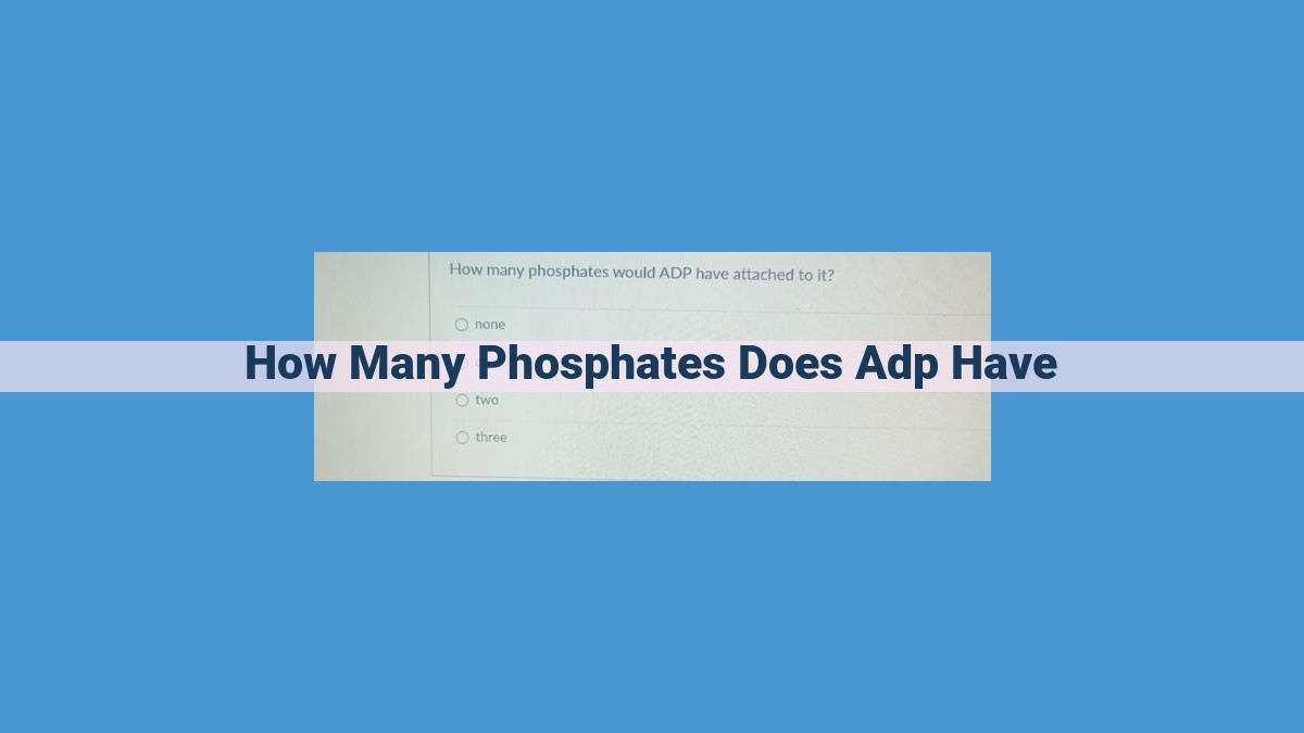 ADP: Exploring the Significance of Two Phosphate Groups in Energy Metabolism