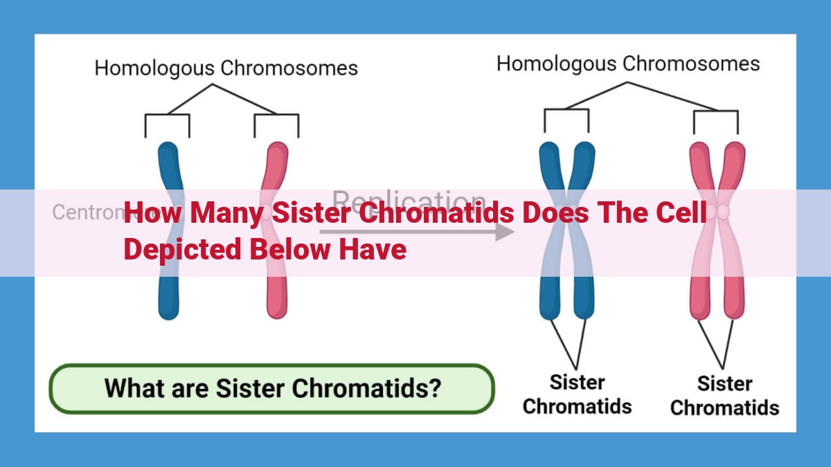 Metaphase Cell: Understanding Chromosomes and Sister Chromatids