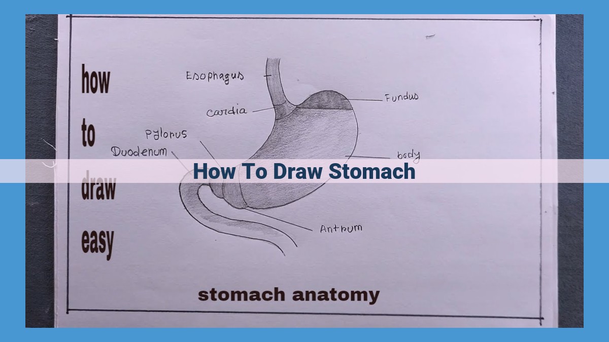 Realistic Stomach Drawing: A Comprehensive Guide to Anatomy, Proportions, and Detailing