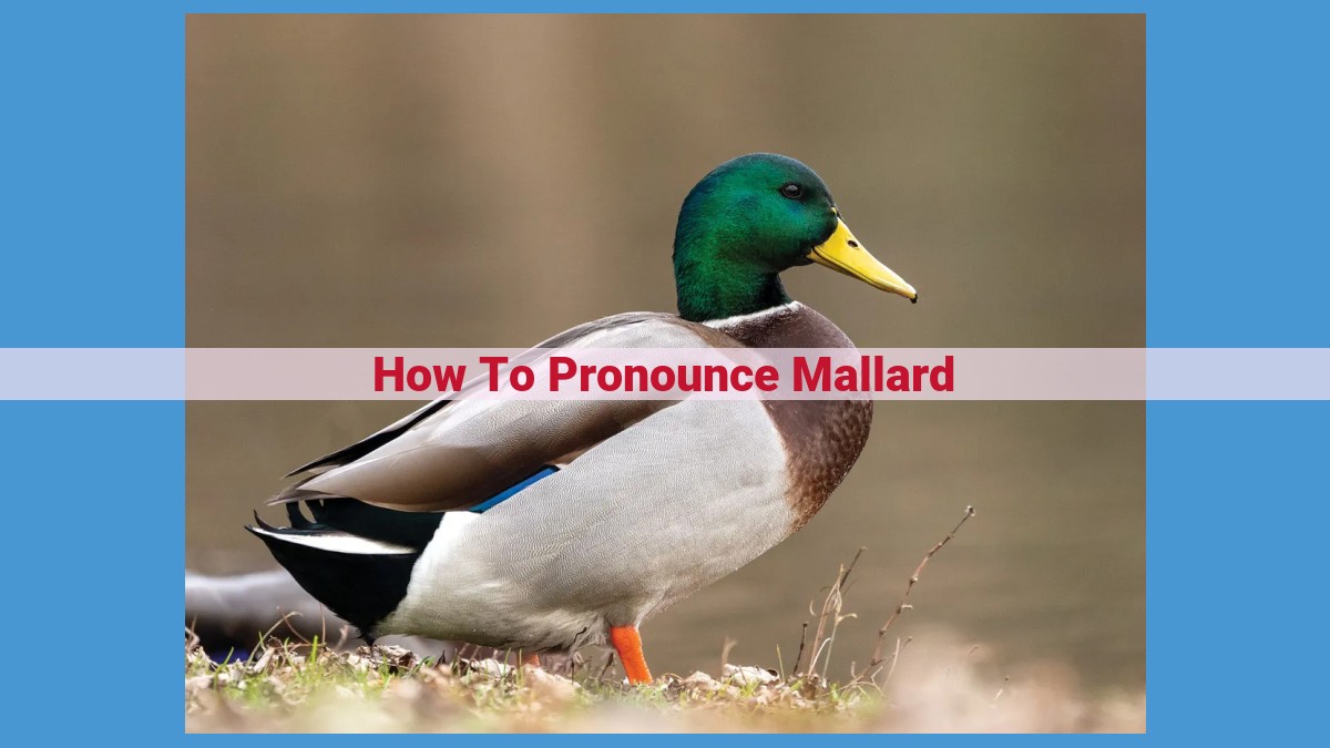 Master the Correct Pronunciation of "Mallard": Unveiling the Importance of Two "L's"