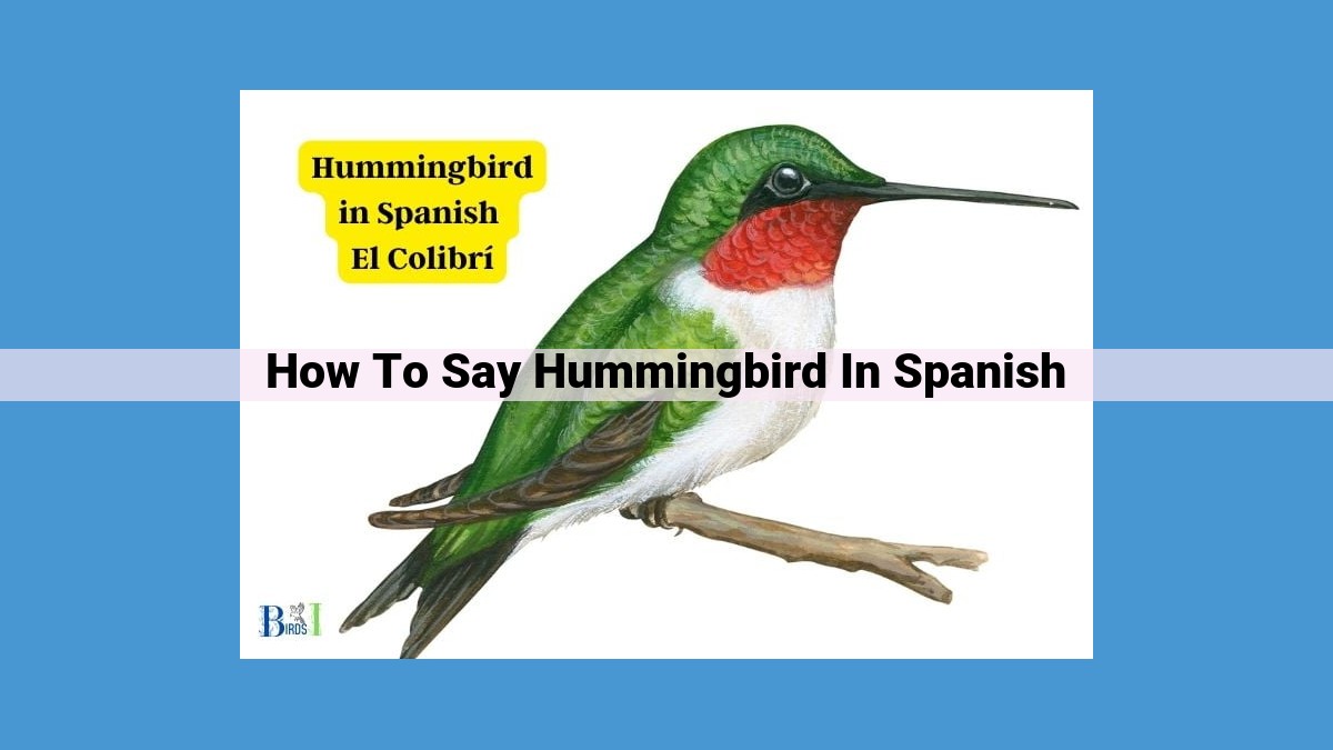 Discover the Enchanting "Colibrí": Spanish for Hummingbird