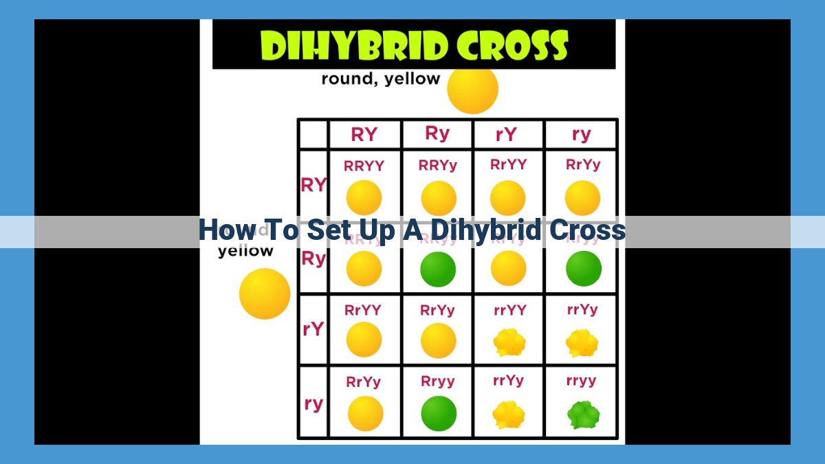 Dihybrid Cross: Understanding Gene Interactions and Phenotype Probabilities