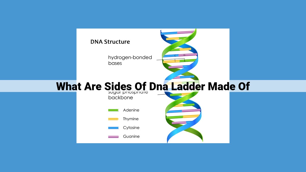 The Structure of DNA: Understanding the Sugar-Phosphate Backbone