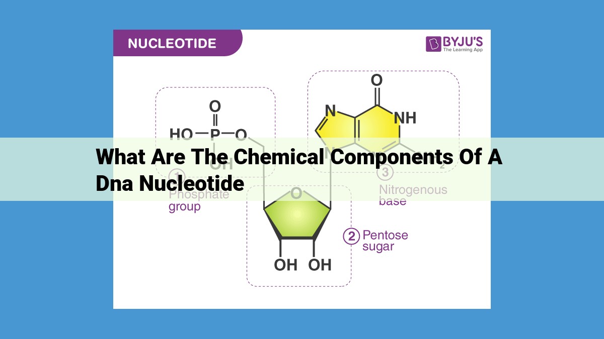 DNA Nucleotides: Essential Building Blocks for Genetic Information Storage