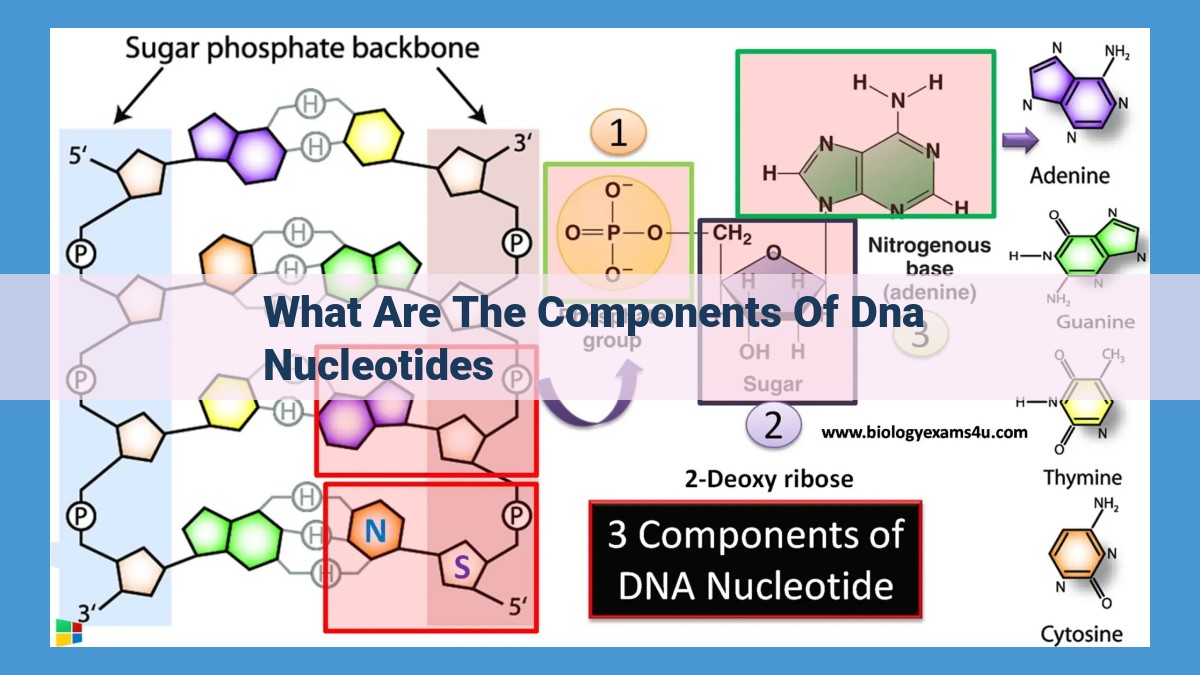 Understanding the Building Blocks of DNA: Deoxyribose, Phosphate, and Nitrogenous Bases