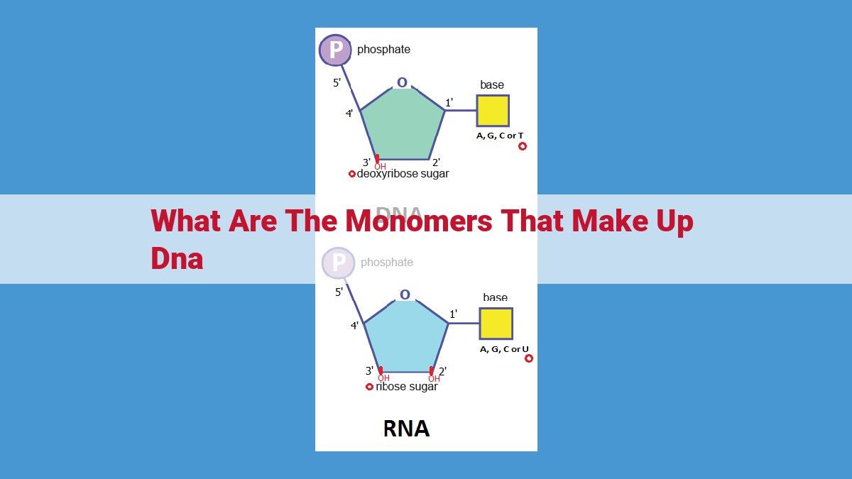 Decoding the Blueprint of Life: DNA and Its Monomers for Enhanced Genetic Information