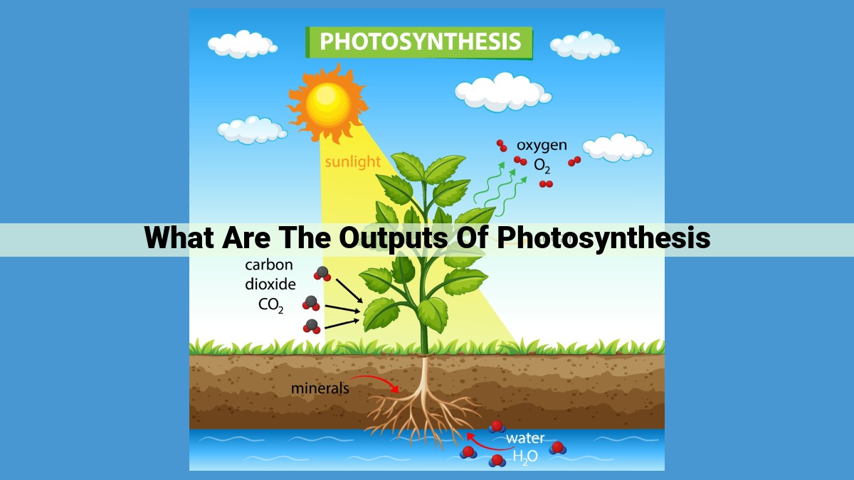 Unveiling the Essential Outputs of Photosynthesis: Oxygen, Glucose, Water, ATP, and NADPH