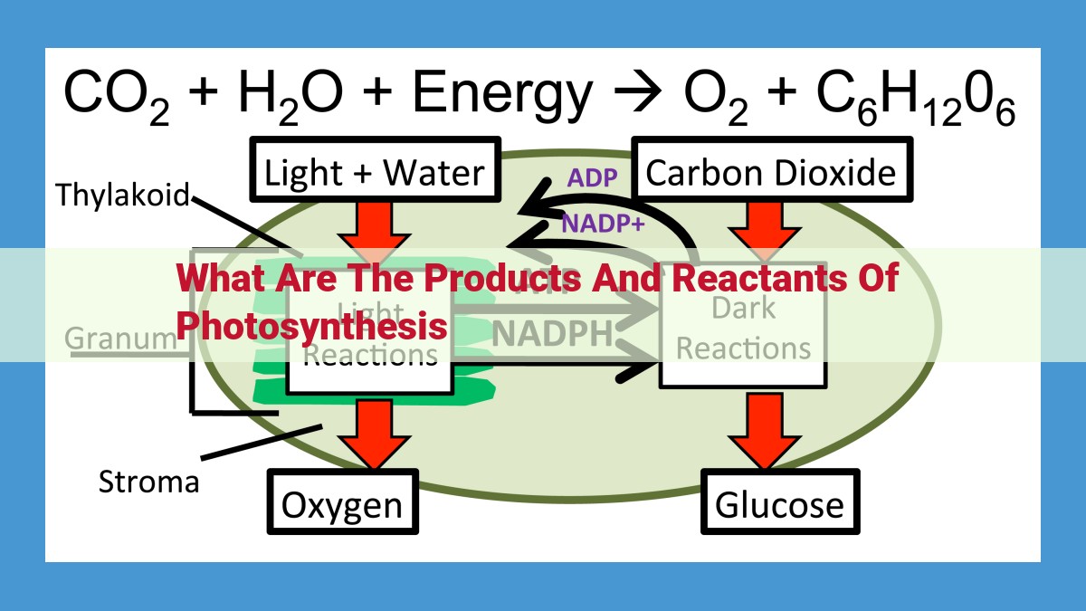 Photosynthesis: The Essential Plant Process for Life and Energy