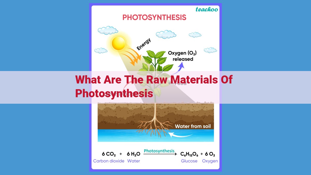 Photosynthesis: Unlocking the Power of Sunlight for Life on Earth