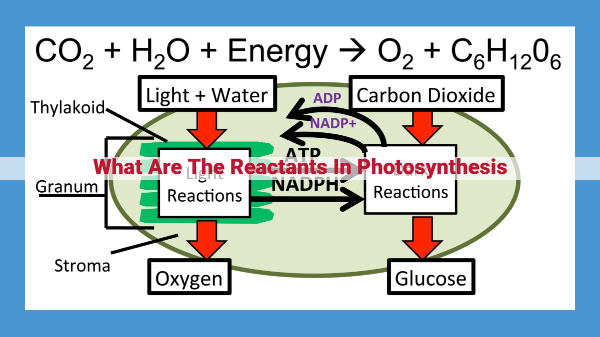 Photosynthesis: Unveiling the Power of Sunlight, Carbon Dioxide, and Water