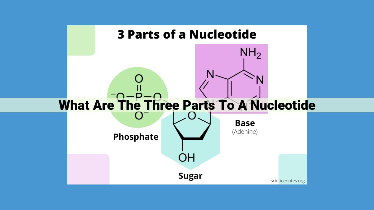 Understanding Nucleotides: Building Blocks of Life and Beyond