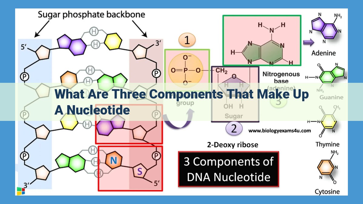 Essential Nucleotide Components: A Guide to DNA and RNA Building Blocks