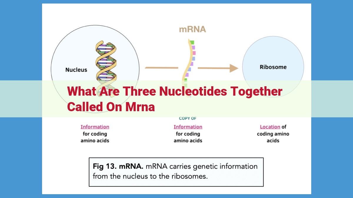 Understanding the Genetic Code: Codons and Their Role in Protein Synthesis