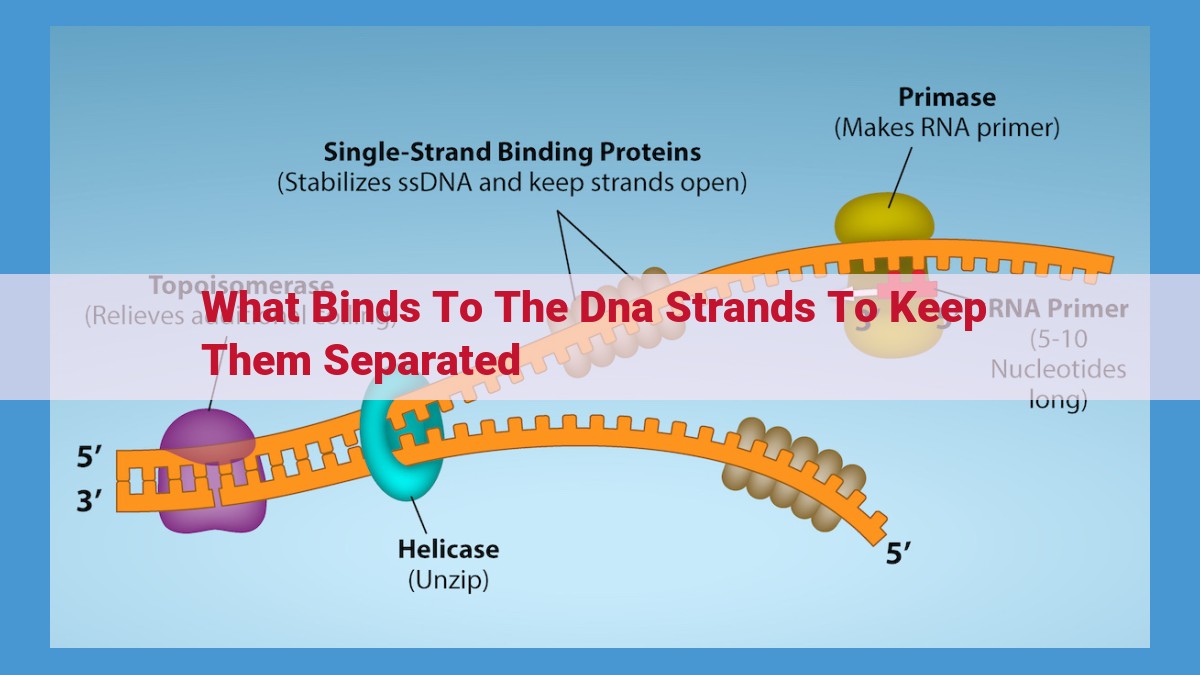 DNA Organization and Accessibility: The Role of Histones and Chromatin