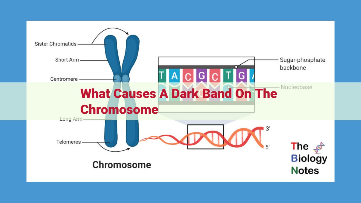 Demystifying DNA's Dark Bands: Understanding Heterochromatin and Gene Regulation