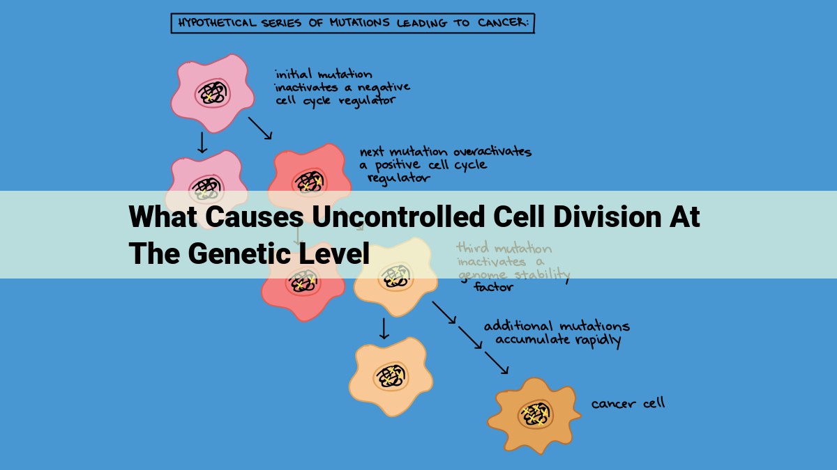 Understanding the Causes of Uncontrolled Cell Division: A Comprehensive Overview