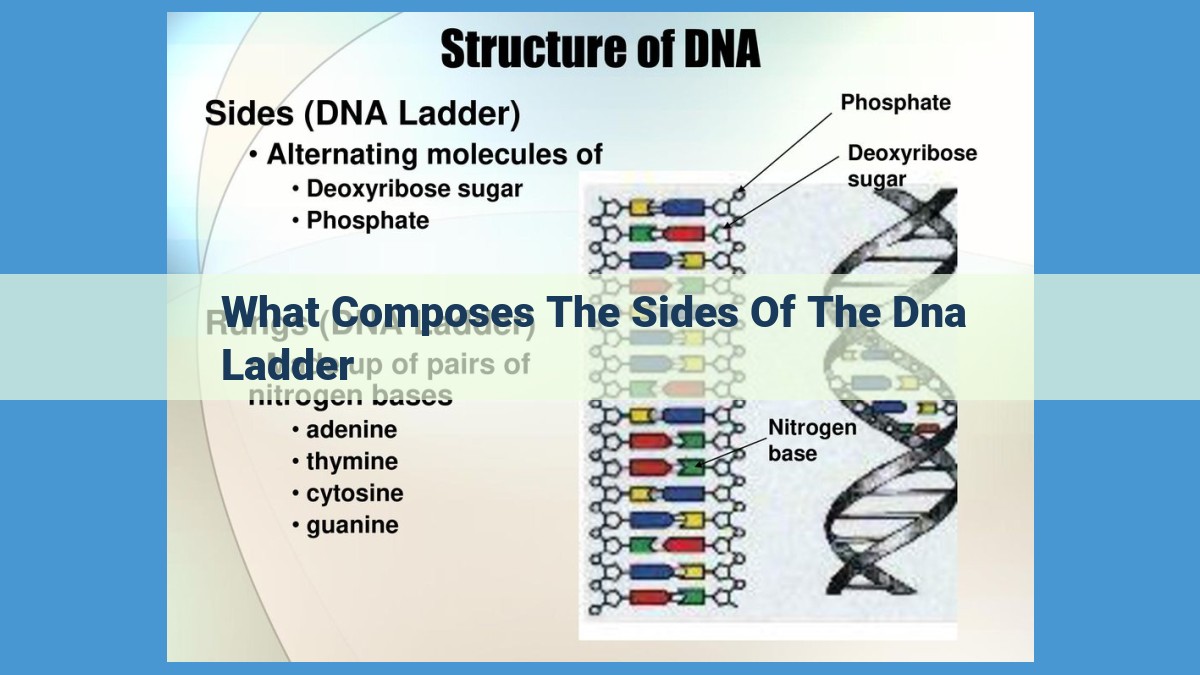 Unveiling the Structural Pillars of DNA: Deoxyribose Sugar and Phosphate Groups