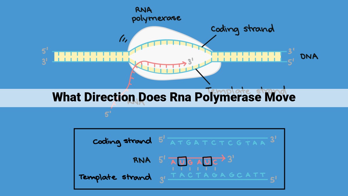 RNA Polymerase: A Comprehensive Guide to RNA Synthesis