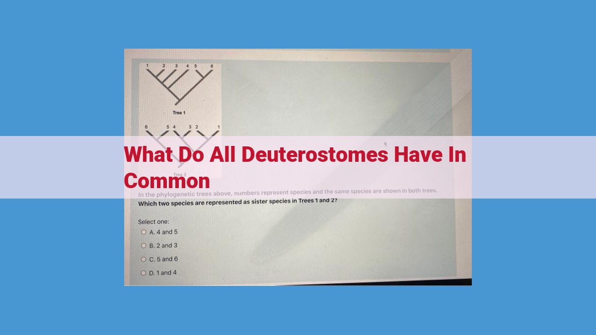 Discover the Distinctive Developmental Characteristics of Deuterostomes