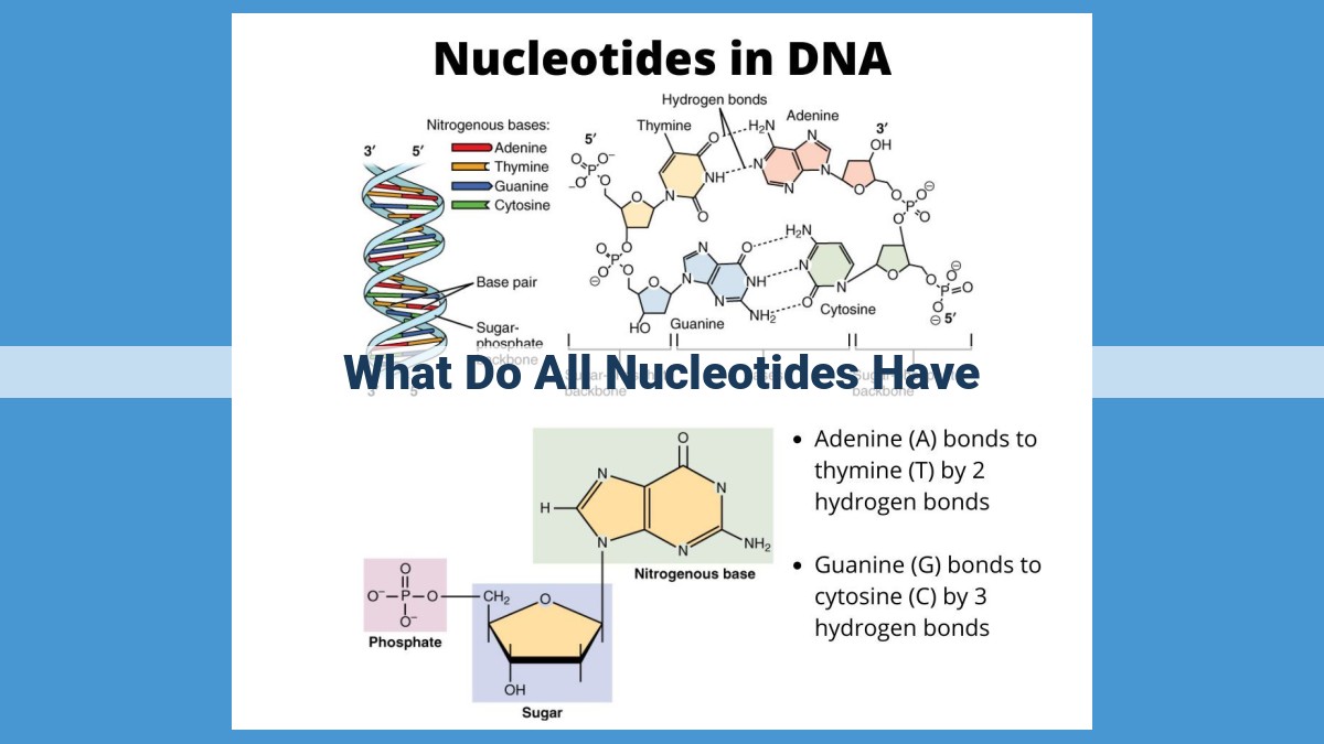 Unveiling Nucleotides: Essential Building Blocks of DNA and RNA