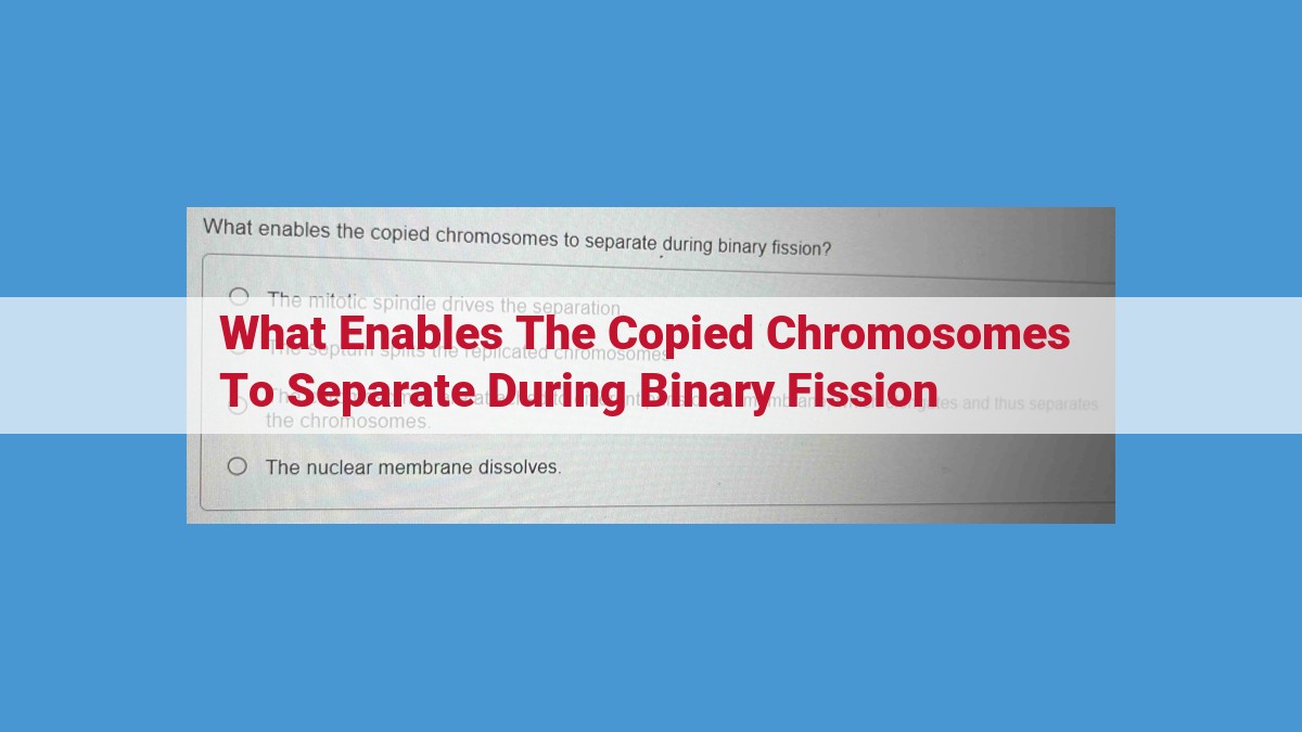 Binary Fission: How Chromosomes Separate and Cells Divide