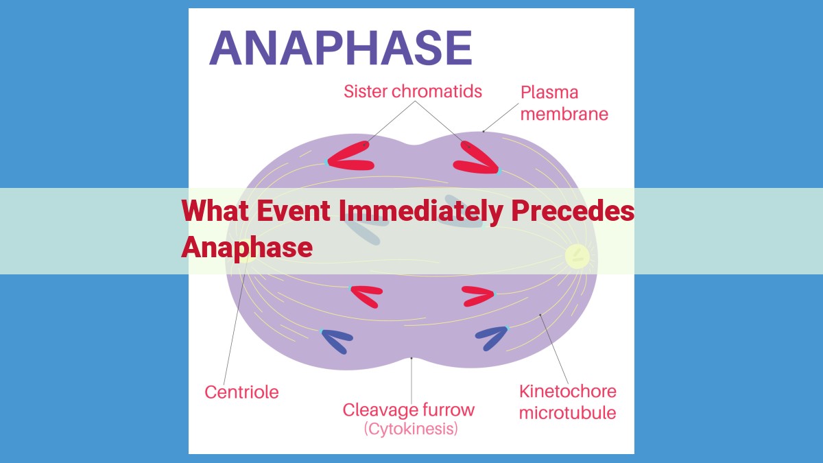 Metaphase Plate: Ensuring Chromosome Segregation and Genetic Stability