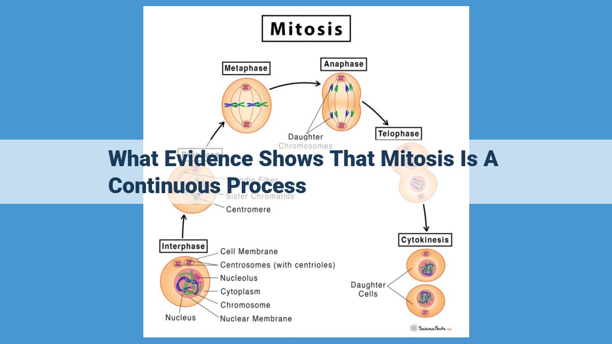 The Continuous Nature of Mitosis: Unveiling the Seamless Progression of Cell Division