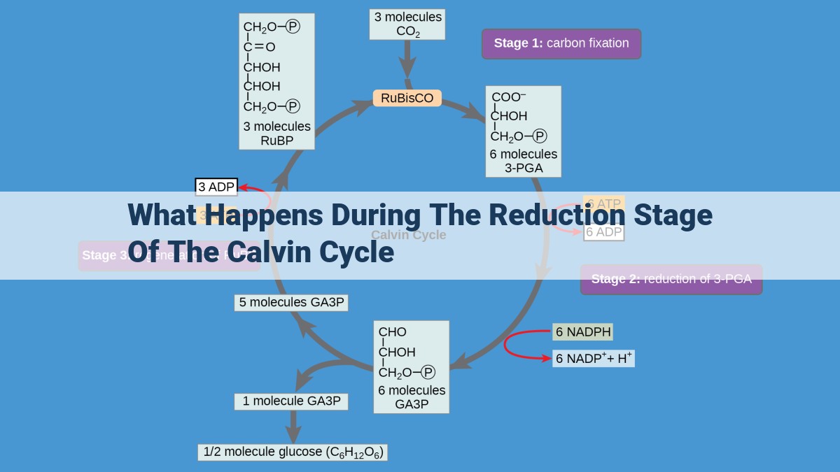 Calvin Cycle: Energy and Reduction Mechanisms for Greenhouse Gas Fixation