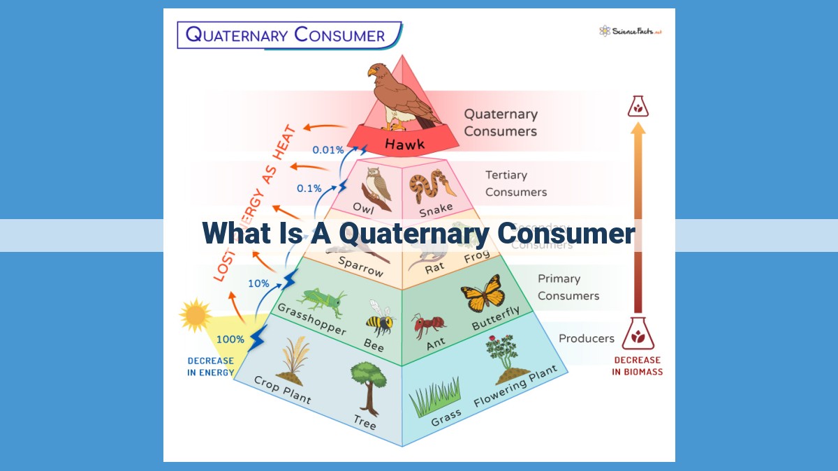 Quaternary Consumers: Apex Predators and Ecological Balance