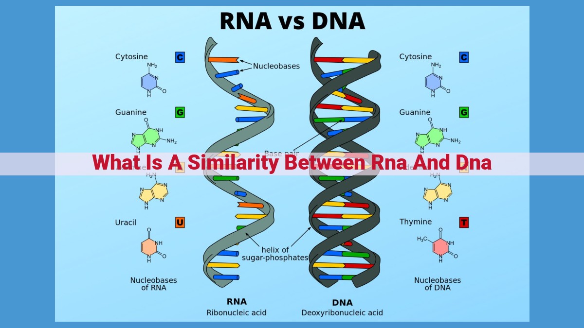 Unlocking the Similarities and Differences Between RNA and DNA: A Comprehensive Guide